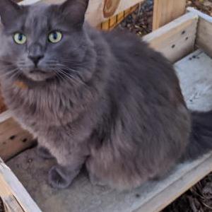 Lost Cat Charlie