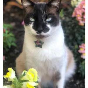 Lost Cat Flynn