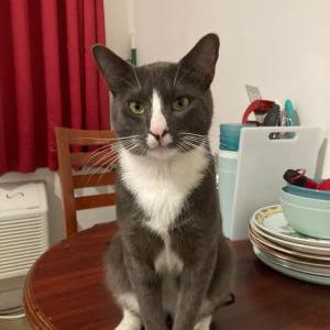 Lost Cat Oliver