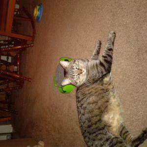 Lost Cat Pepper