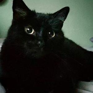 Lost Cat Tucifer