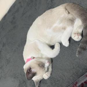 Lost Cat Goose