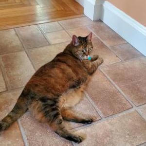 Lost Cat Marmalade