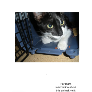 Lost Cat Ying