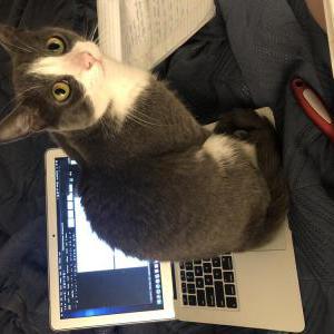 Lost Cat Grey