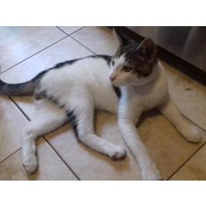 Found Cat Unknown