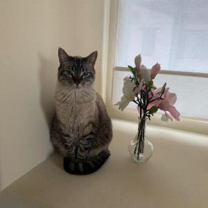 Lost Cat Maomao