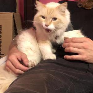Lost Cat Snowball