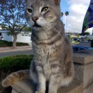 Lost Cat Oscar