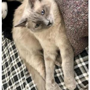 Lost Cat Nomi