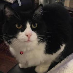 Lost Cat Arnold Charlie
