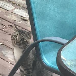 Found Cat Unknown