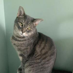 Lost Cat Mookie