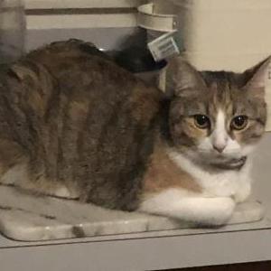 Lost Cat Twinkie