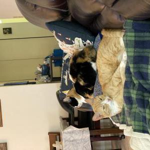 Lost Cat Boots