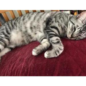 Lost Cat Widget