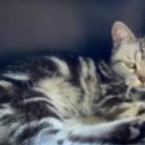 Lost Cat lali