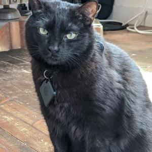 Lost Cat Inkwell