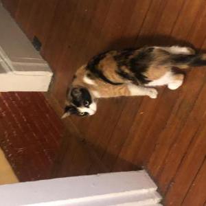 Lost Cat Maggie