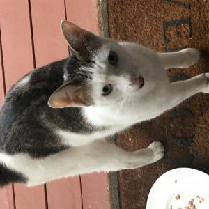 Found Cat Unknown