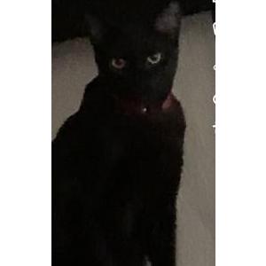 Lost Cat Salem