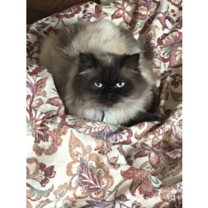Lost Cat Fluffy ,