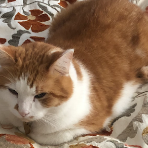 Lost Cat Chile