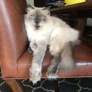 Lost Cat Zack