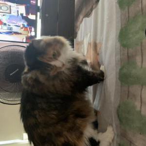 Lost Cat Angel