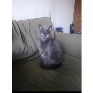 Lost Cat Jazzy