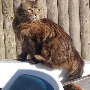 Lost Cat Simone