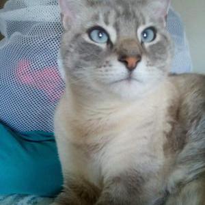 Lost Cat Elliott