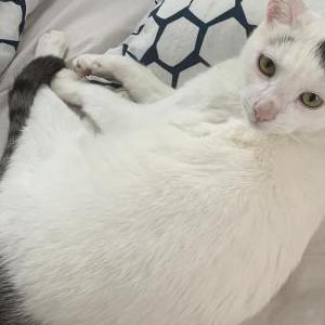 Lost Cat Oreo