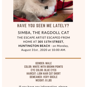 Lost Cat Simba