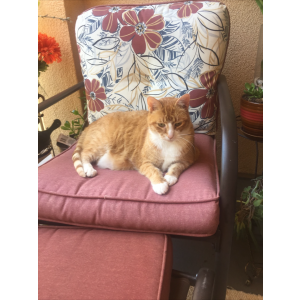 Lost Cat Freckles