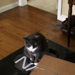 Lost Cat Lily
