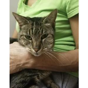 Lost Cat Kitty