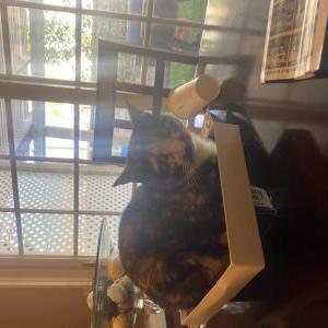 Lost Cat Cali