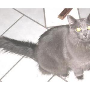 Lost Cat Smokey