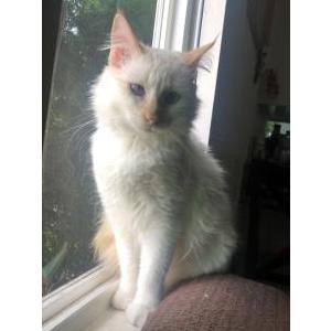 Lost Cat Luna