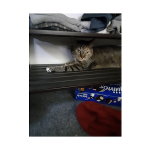 Lost Cat Penelope