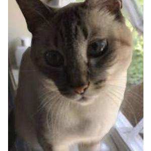 Lost Cat Pudin