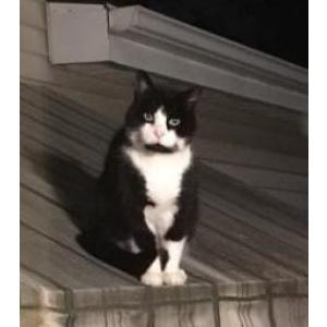 Lost Cat Burt