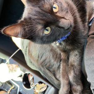 Lost Cat Ghost
