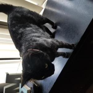 Lost Cat Nebby