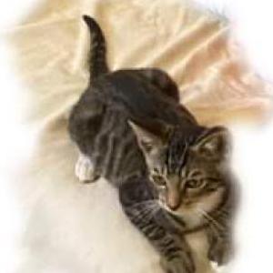 Lost Cat Leno