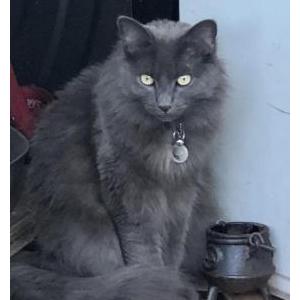 Lost Cat Ziggy