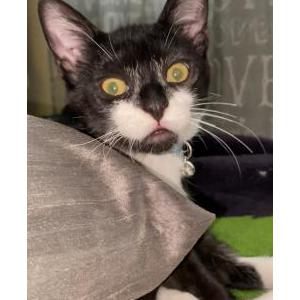 Lost Cat Enriquelewinsky