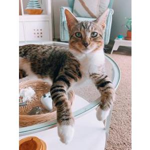 Lost Cat Abu