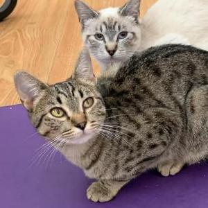 Lost Cat Usagi